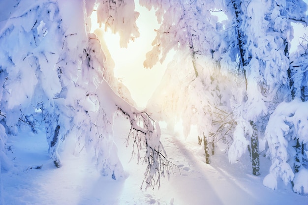 Schneebedeckte Bäume im Winterwald bei Sonnenuntergang. Schöne Winterlandschaft