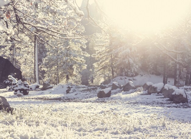 Schneebedeckte Bäume im Winterwald