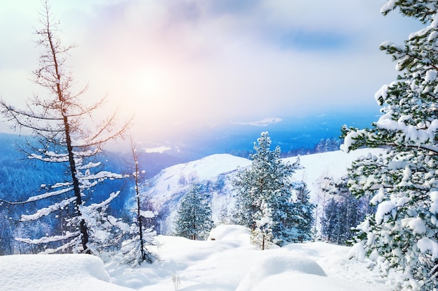 Schneebedeckte Bäume in den Bergen bei Sonnenuntergang. Schöne Winterlandschaft