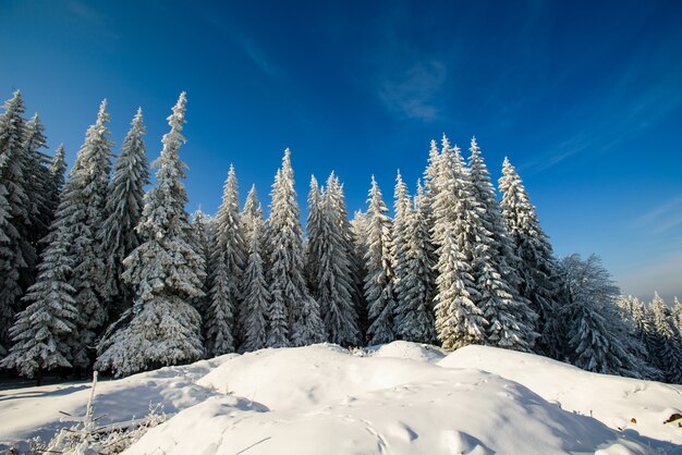 Schneebedeckte Bäume in den Bergen