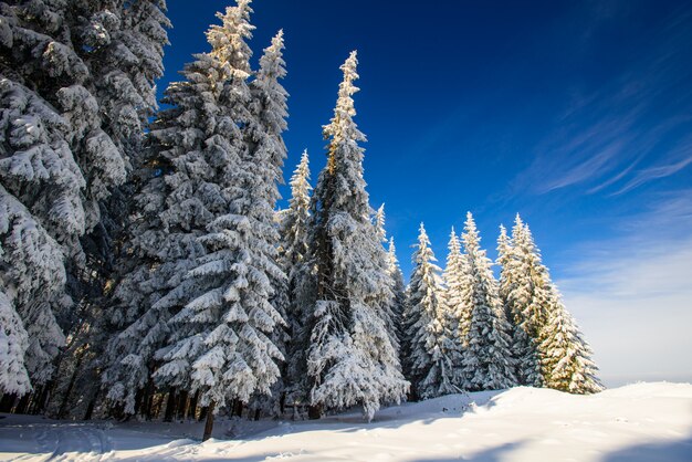 Schneebedeckte Bäume in den Bergen