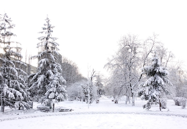 Schneebedeckte Bäume und Bänke im winterlichen Stadtpark