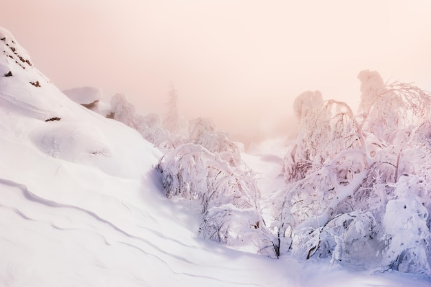 Schneebedeckte Bäume und Berge bei Sonnenuntergang. Schöne Winterlandschaft.