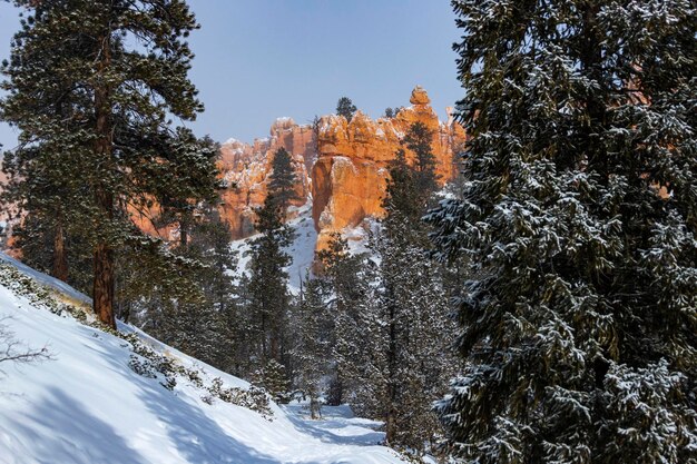 schneebedeckte bäume und massive felsformationen im winter im bryce canyon national, winter in den usa