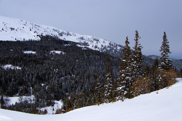 Schneebedeckte Berge und Bäume Winterszene