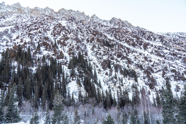 Schneebedeckte Berge und Tannen im Winterpark