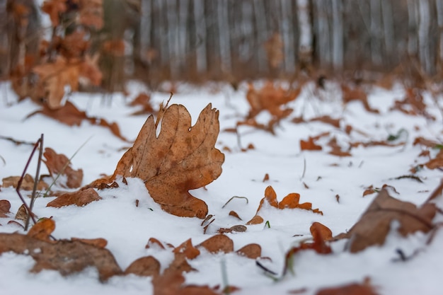 Schneebedeckte braune trockene Eichenblätter vor dem Hintergrund der Bäume im Wald, Winter