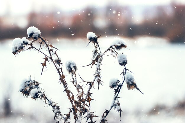 Schneebedeckte Distelschüsse bei Schneefall