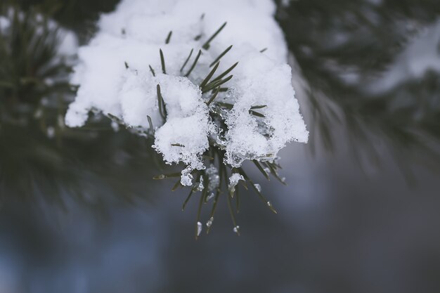 Schneebedeckte Fichtenzweige im Freien. Details zur Winternatur.