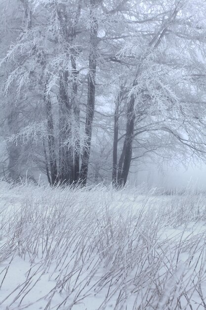 Foto schneebedeckte flächen und bäume im wald