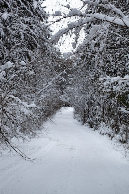 Schneebedeckte Forststraße mit Bäumen, die unter dem Gewicht des Schnees durchhängen und natürliche Bögen über der Straße bilden