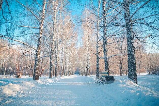 Schneebedeckte Gasse im Park im Winter