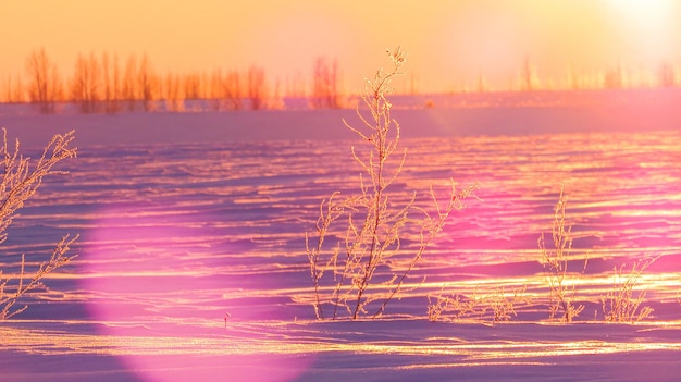 schneebedeckte gefrorene Gräser auf einem Feld bei Sonnenuntergang