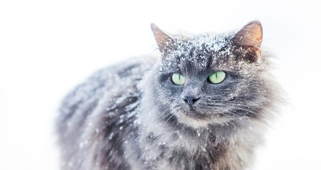 Schneebedeckte graue pelzige Katze auf weißem Hintergrund_