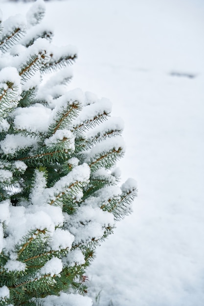 Schneebedeckte grüne Fichte im Winterstadtpark.