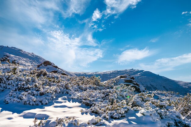 Schneebedeckte Karpaten und Hügel mit riesigen Schneewehen aus schneeweißem Schnee und immergrünen Weihnachtsbäumen, die von der hellen kalten Sonne beleuchtet werden