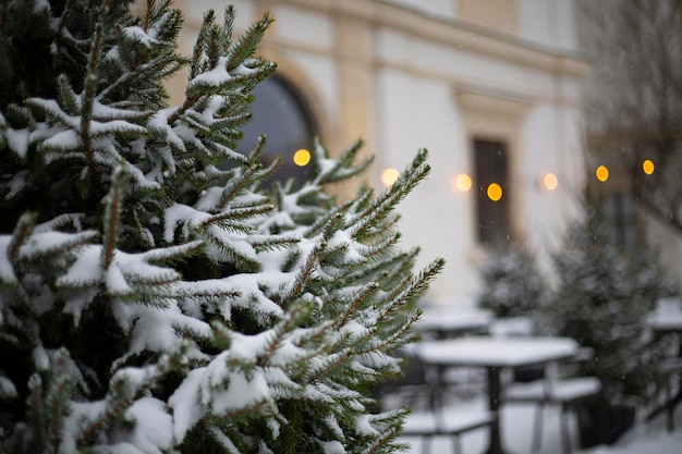 Schneebedeckte Kiefer im Dezember in Warschau