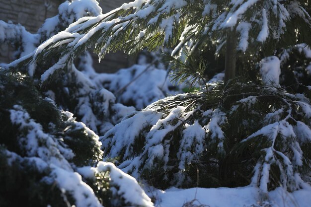 schneebedeckte Kiefer. Muster von Zweigen