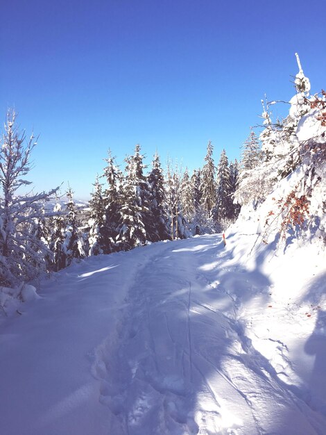 Schneebedeckte Kiefern gegen den blauen Himmel