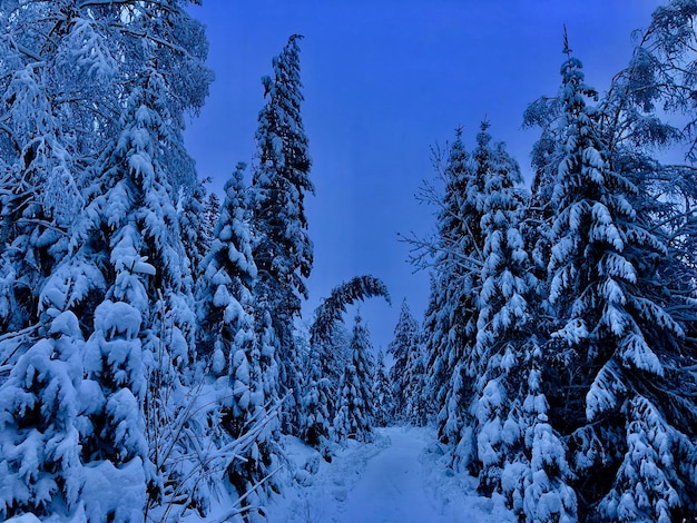 Schneebedeckte Kiefern gegen den blauen Himmel