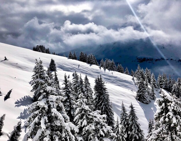 Schneebedeckte Kiefern gegen den Himmel