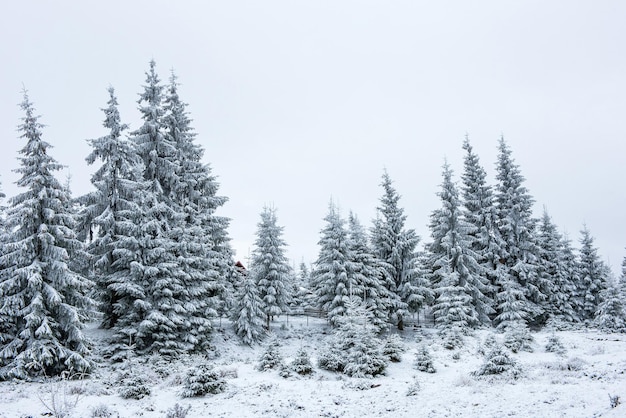 Schneebedeckte Kiefern gegen den Himmel