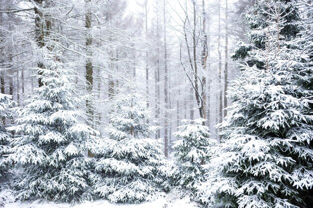 Foto schneebedeckte kiefern im wald