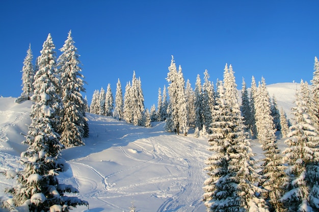 Schneebedeckte Kiefern in den Winterbergen