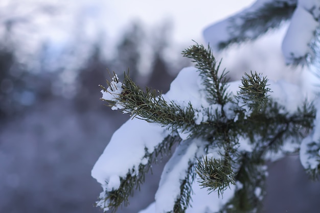 Schneebedeckte Kiefernzweige im Freien. Details zur Winternatur.