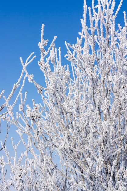 Schneebedeckte Natur - Winter Hintergrund