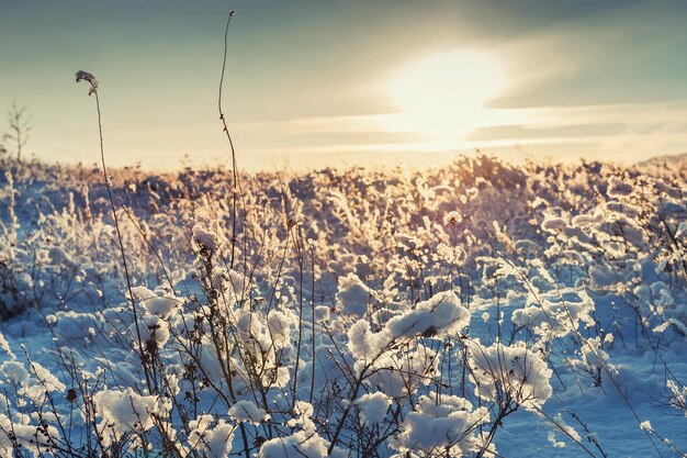 Schneebedeckte Pflanzen auf dem Berg bei Sonnenuntergang. Schöne Winterlandschaft. Geringe Schärfentiefe