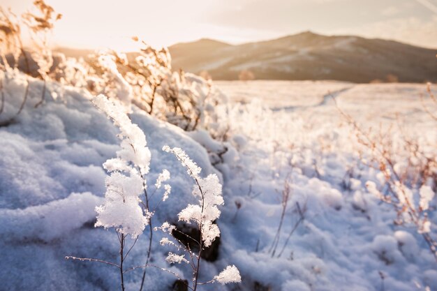 Schneebedeckte Pflanzen auf dem Berg bei Sonnenuntergang. Schöne Winterlandschaft. Geringe Schärfentiefe