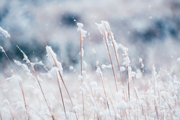 Schneebedeckte Pflanzen im Winterwald bei Schneefall. Makrobild mit geringer Schärfentiefe. Hintergrund der Winternatur