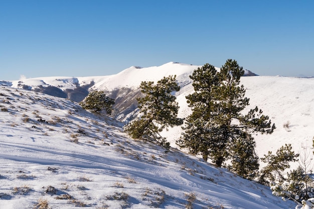 Schneebedeckte Pinien in den Sibillini-Bergen Italien