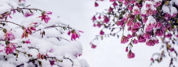 Schneebedeckte rosa Chrysanthemen zu Beginn des Winterpanoramas