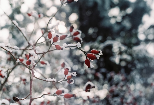 Schneebedeckte rote Hagebuttenbeeren