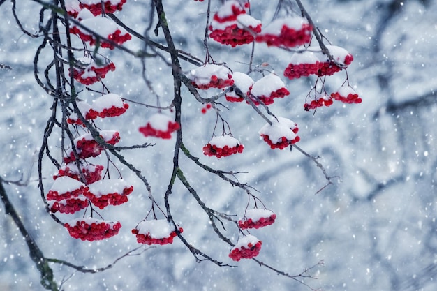 Schneebedeckte rote Viburnum-Beeren auf einem Baum im Winter während eines Schneefalls