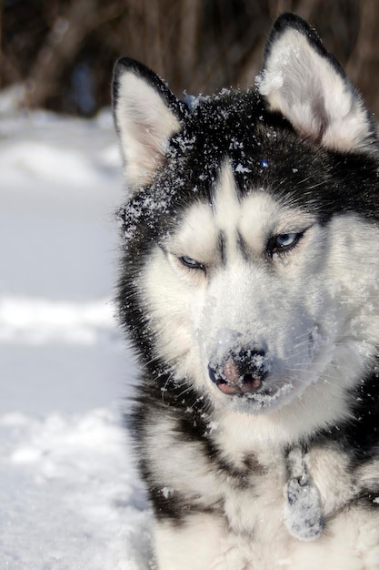 Schneebedeckte Schnauze eines sibirischen Husky-Hundes mit blauen Augen. Schnee auf dem Gesicht des Hundes.