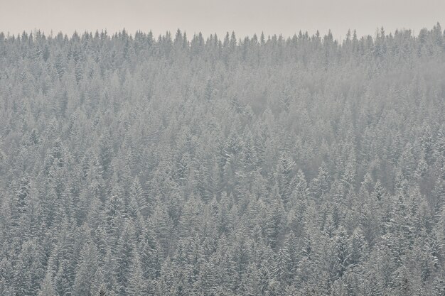 Schneebedeckte Spitzen von Tannen, dichter Nadelwald