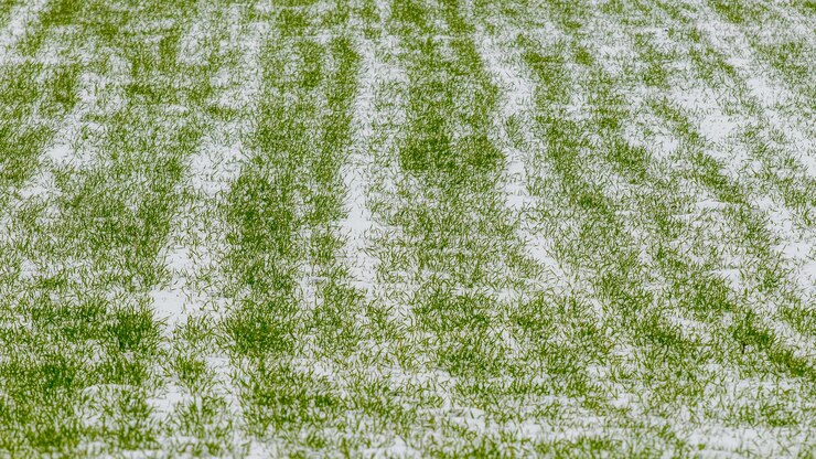 Foto schneebedeckte sprossen von winterweizen im feld