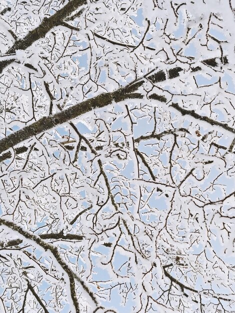 Schneebedeckte Äste im Raureif Tiefwinkelansicht der Äste im Schnee gegen den blauen Himmel