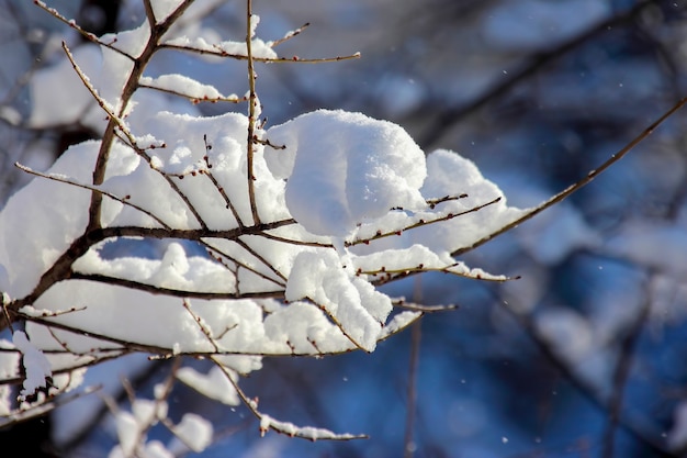 Schneebedeckte Äste im Winter. verschwommener Fokus einer Winterlandschaft