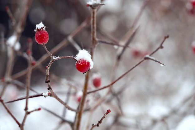 Schneebedeckte Äste mit roten Beeren