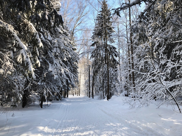 Schneebedeckte Straße durch die Tannen im Winterwald