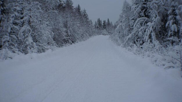 Foto schneebedeckte straße inmitten von bäumen im winter