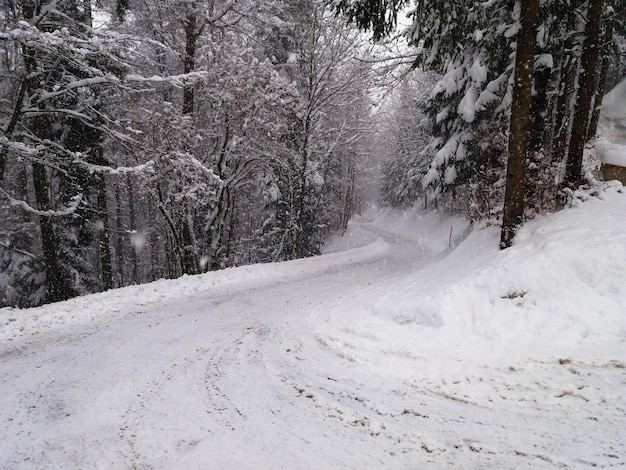 Schneebedeckte Straße inmitten von Bäumen im Winter