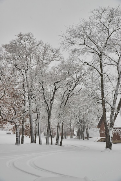 Schneebedeckte Straße mit Bäumen im Winter