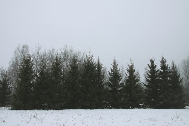 Schneebedeckte Tannen am kalten Wintertag. Saisonale Natur in Osteuropa.