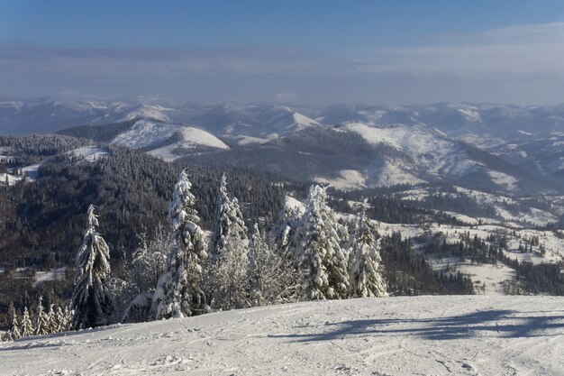 Schneebedeckte Tannen auf dem Hintergrund der Berge im Winter