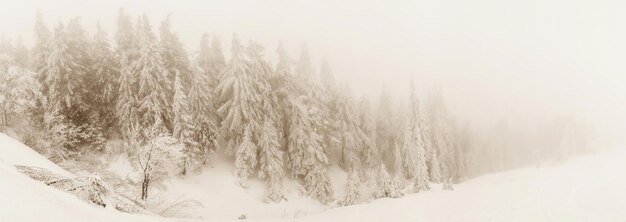 Schneebedeckte Tannen auf dem Hintergrund der Berggipfel Panoramablick auf die malerische verschneite Winterlandschaft